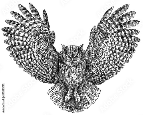 black and white engrave isolated owl illustration