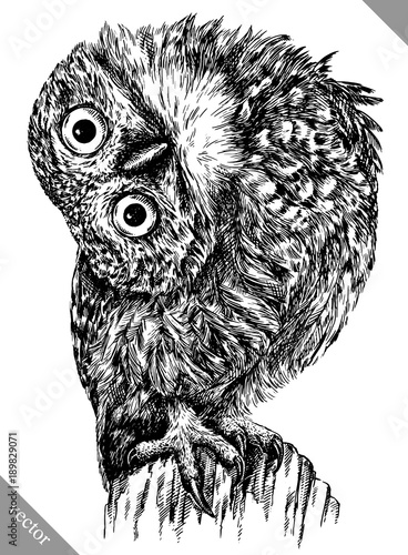 black and white engrave isolated owl vector illustration