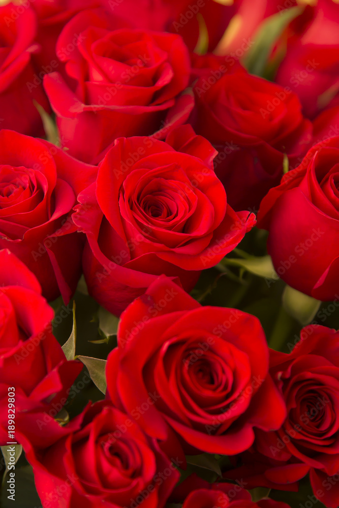 bouquet of fresh red roses bouquet of fresh red roses