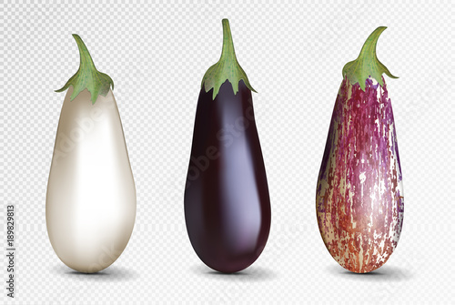 Vector photo-realistic fresh aubergine on a transparent background. 3D eggplant illustration.