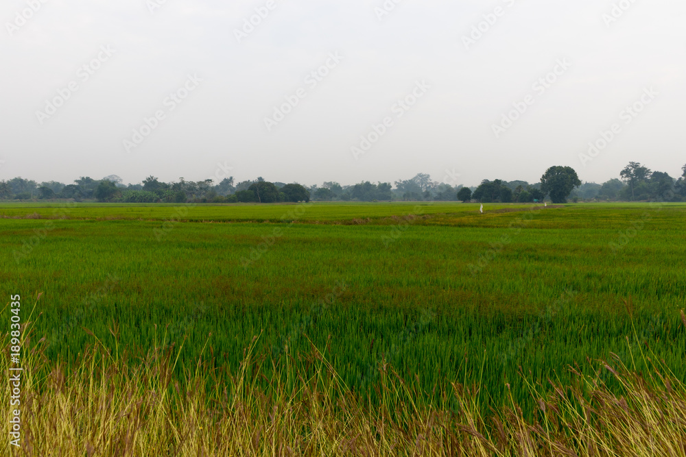 Landscape of Rice field with foreground golden grass