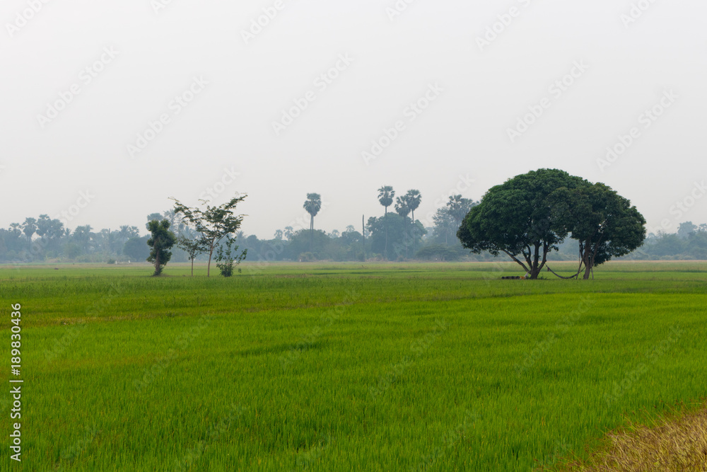 Landscape of Rice field with big trees Landscape of Rice field with big trees