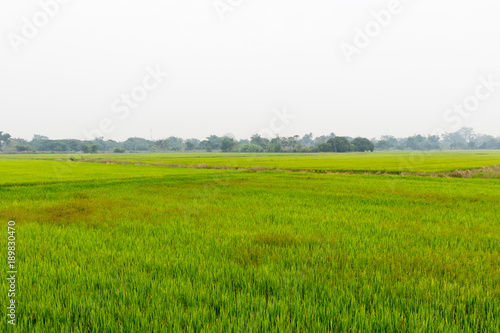 Landscape of growing green rice field