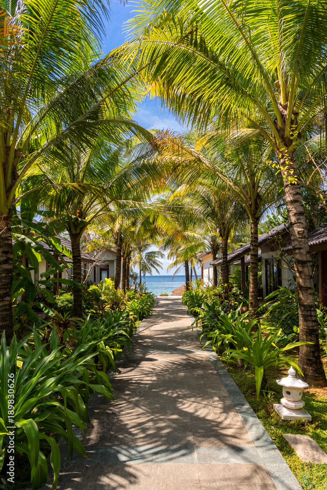 Picturesque tropical place in Vietnam. Path to the beach under green palm trees Picturesque tropical place in Vietnam. Path to the beach under green palm trees