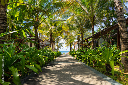 Beautiful tropical place in Vietnam. Path to the beach under green palm trees in exotic resort