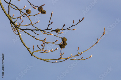 Beech branches with beechnuts shells and fresh buds