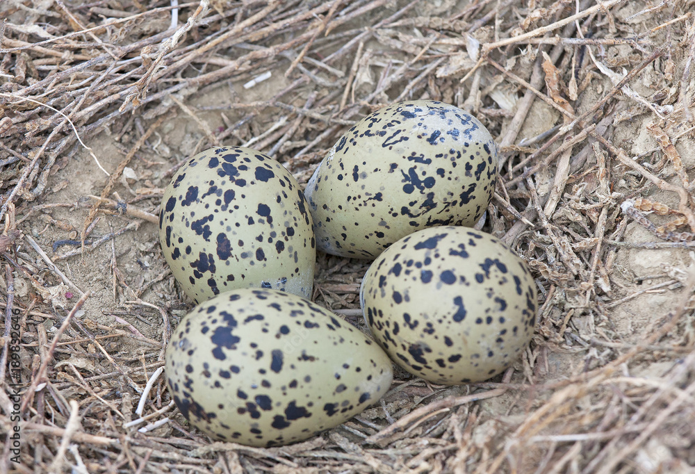 pratincole nest russia pratincole nest russia