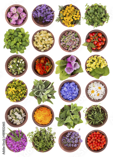 Large collection of different herbs and flowers isolated on white background. Set of fresh blooming medical herb and berries for tea