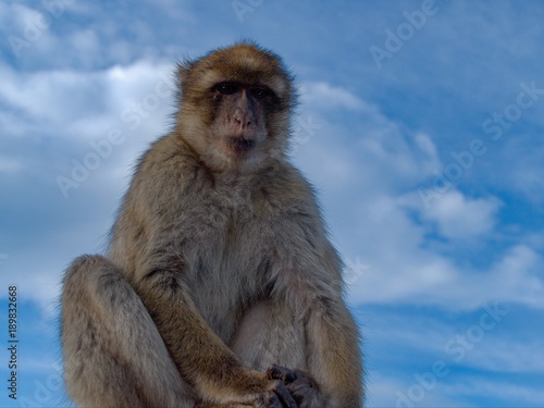 makaque monkey on a gibraltar rock