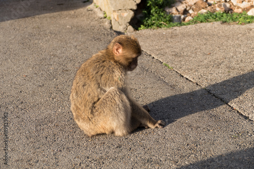 makaque monkey on a gibraltar rock