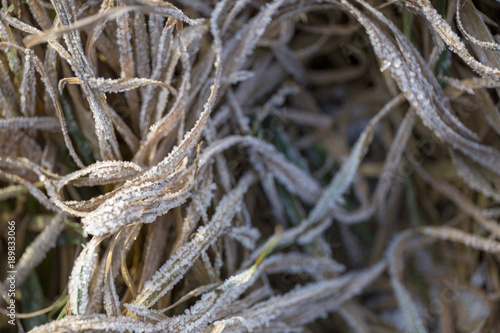 Tangled winter dry grass in the frost on the field close-up