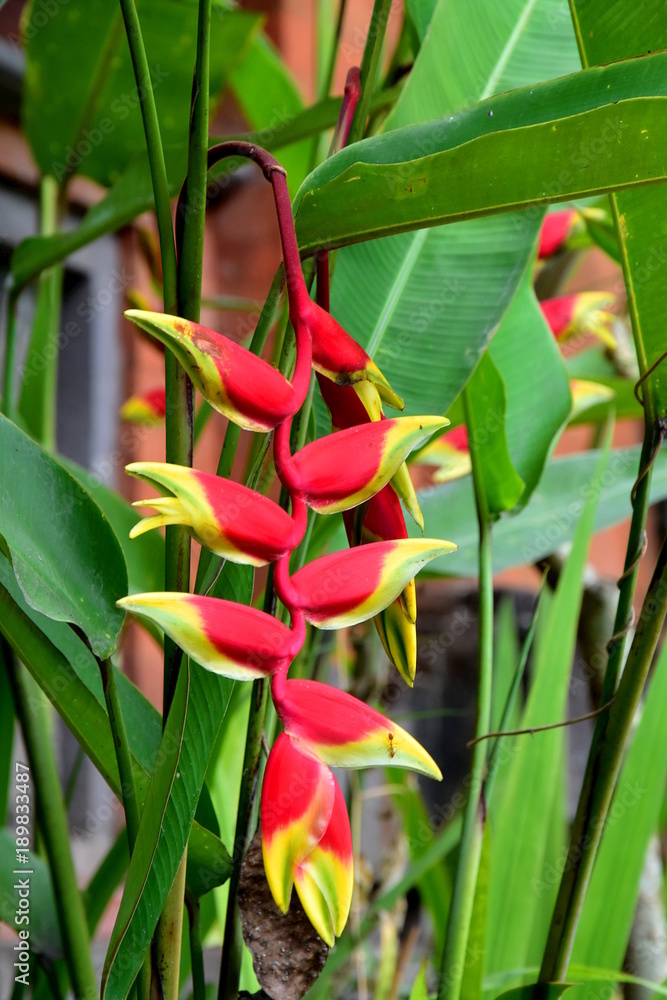 Exotic red yellow blossom of heliconia rostrata, also known as hanging lobster claw or false bird of paradise.