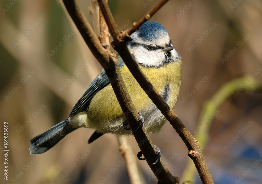 Obraz premium The Eurasian blue tit is a small passerine bird in the tit family Paridae. It is easily recognisable by its blue and yellow plumage and small size.