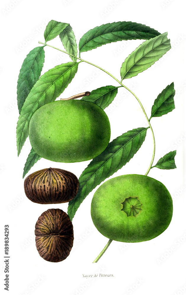 Obraz premium Illustration of palnt.