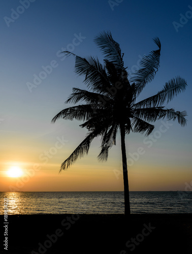 Coconut tree silhouette on the beach with sunset sky