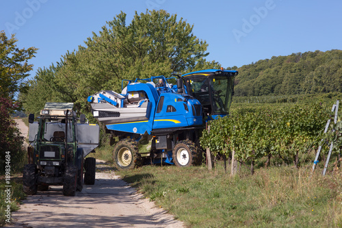 Harvesting machine in vineyard