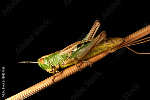 Green Grasshopper. Grasshoppers are insects of the suborder Caelifera within the order Orthoptera, which includes crickets and their allies in the other suborder Ensifera. 