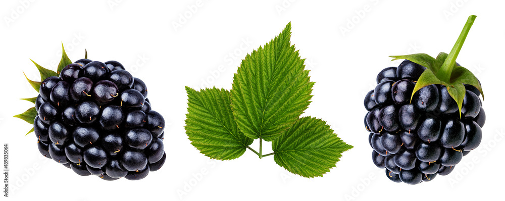 Two fresh blackberries with leaf isolated on white background with clipping path Two fresh blackberries with leaf isolated on white background with clipping path