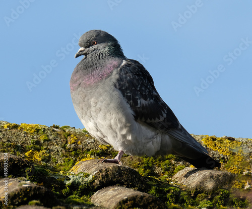 Feral pigeon on urban house roof.