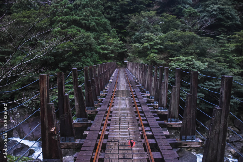 Obraz premium 屋久島 トロッコ道