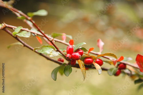 Red berries of barberry growing on a branch, close-up. Background