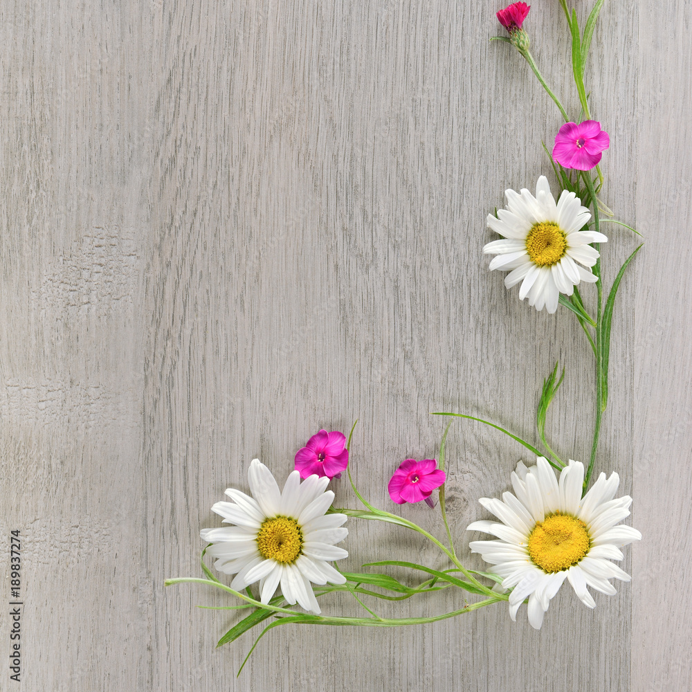 Obraz premium Flowers composition.The frame is made of flowers of chamomiles and phlox. Flat lay, top view.