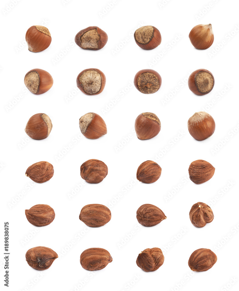 Single hazelnut isolated Single hazelnut isolated