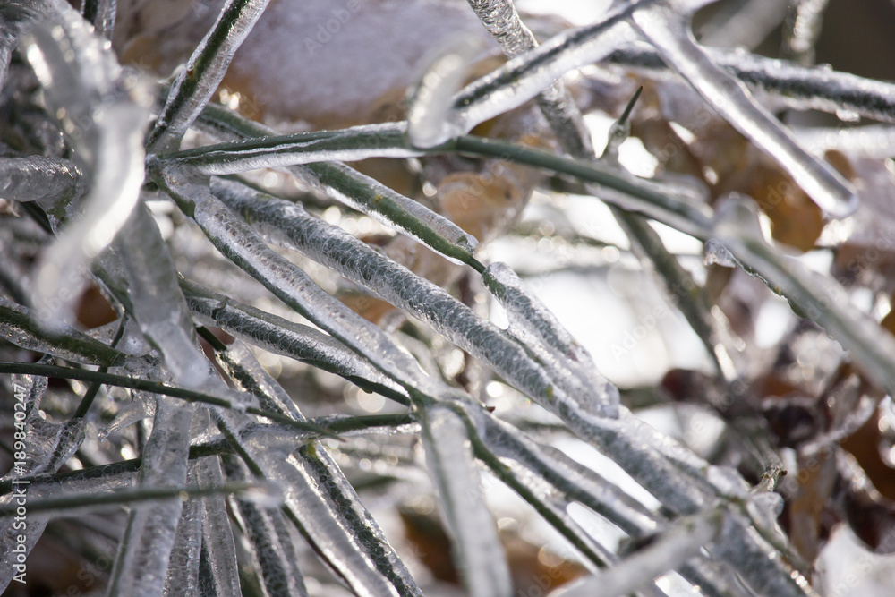 Frozen Tree,Leaves and Flowers on Ice Storm Frozen Tree,Leaves and Flowers on Ice Storm
