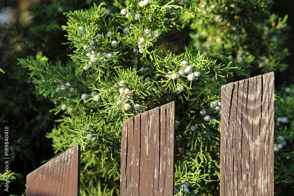 Fototapeta premium Juniper and old railing