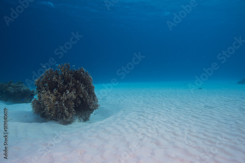 砂地の海底とサンゴ