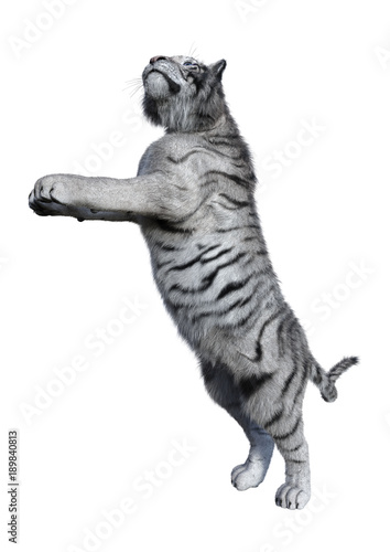 Fototapeta Naklejka Na Ścianę i Meble -  3D Rendering White Tiger on White
