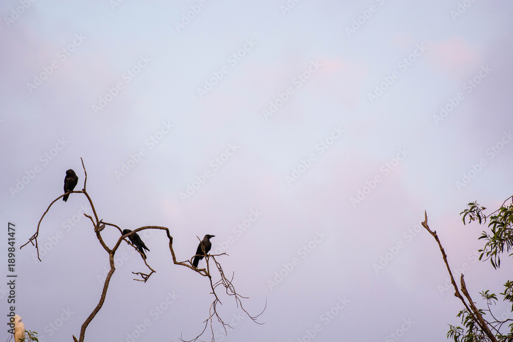 Obraz premium flock of white egrets and crow on tree