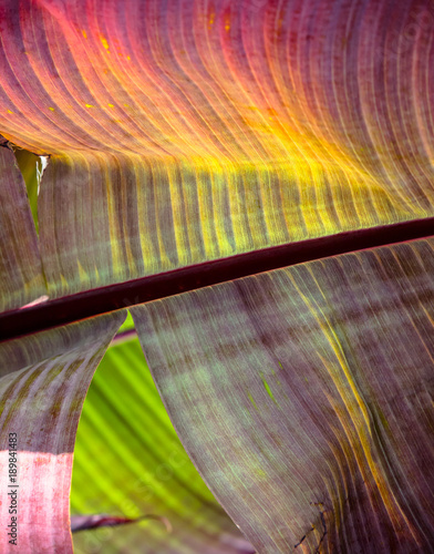 Ensete ventricosum 'Maurielii' photo