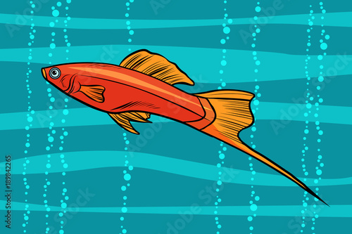 swordtail aquarium fish