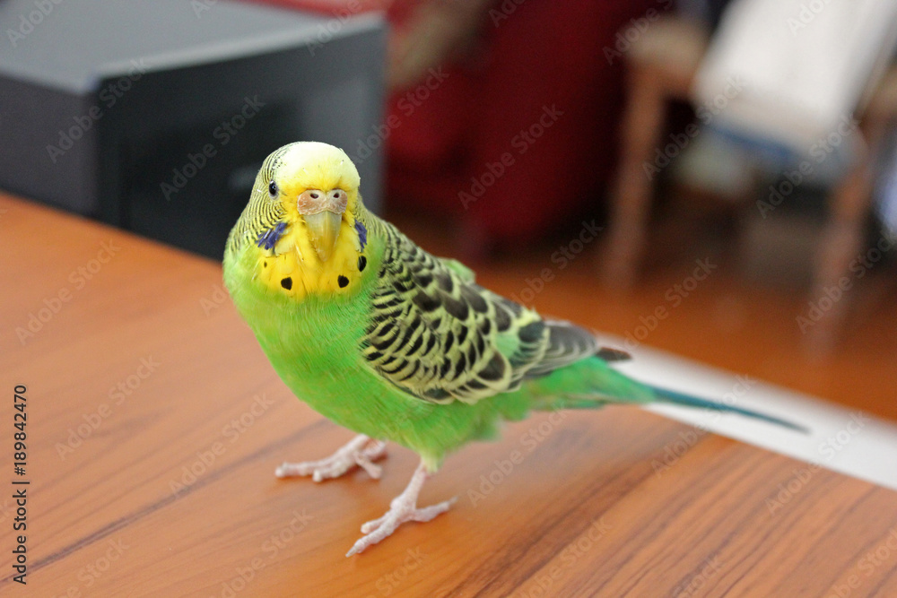 Fototapeta premium A wavy parrot in green color. Parrot runs around the table