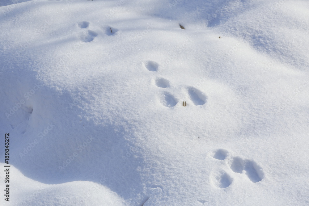 Footprints of animals on the snow Footprints of animals on the snow