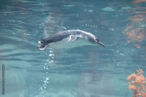 Christchurch,New Zealand -April 30,2017 : Penquin in aquarium at  antarctica world christchurch