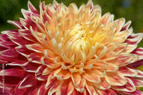 Fototapeta Naklejka Na Ścianę i Meble -  Dahlie