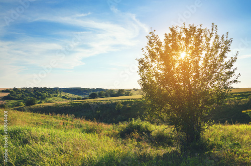 Sunny summer scene.Sun shining through the branches of tree.Warm light at sunset.Blue sky with beautiful clouds over the fields and meadows.