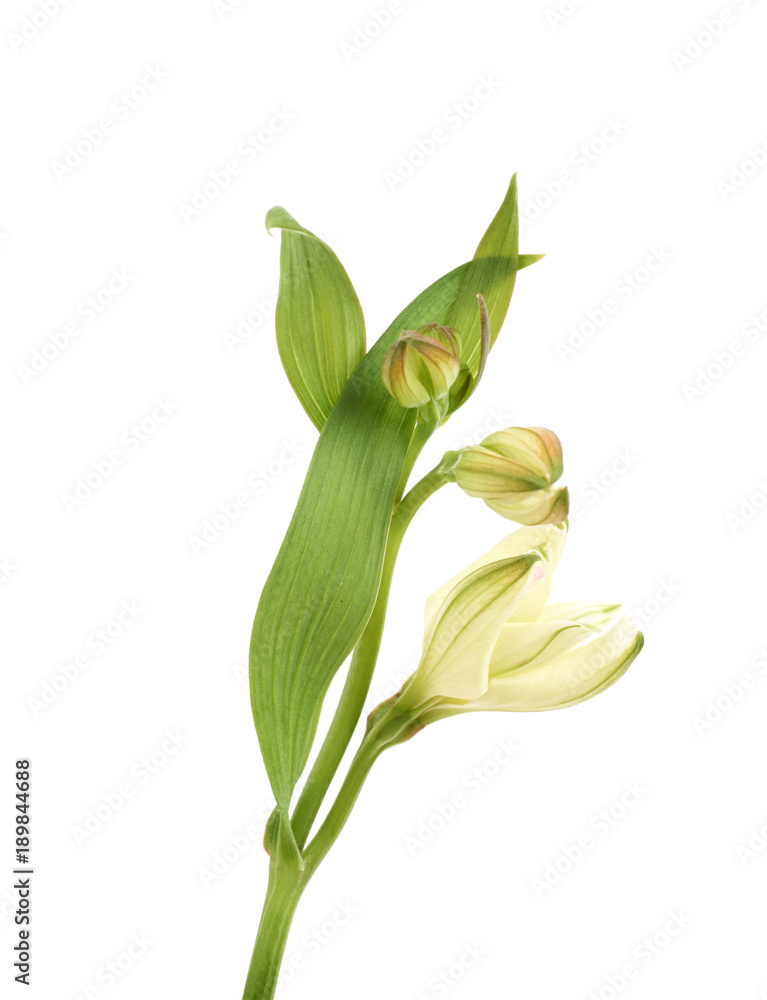 Obraz premium Green lilly flower isolated
