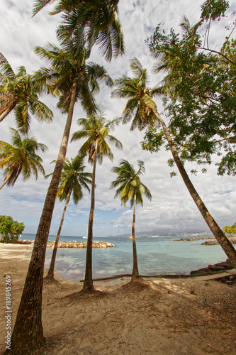 Coconut trees on Pointe du Bout beach - Les Trois Ilets - Martinique - FWI