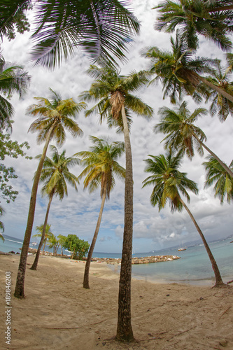 Coconut trees on Pointe du Bout beach - Les Trois Ilets - Martinique - FWI © chromoprisme