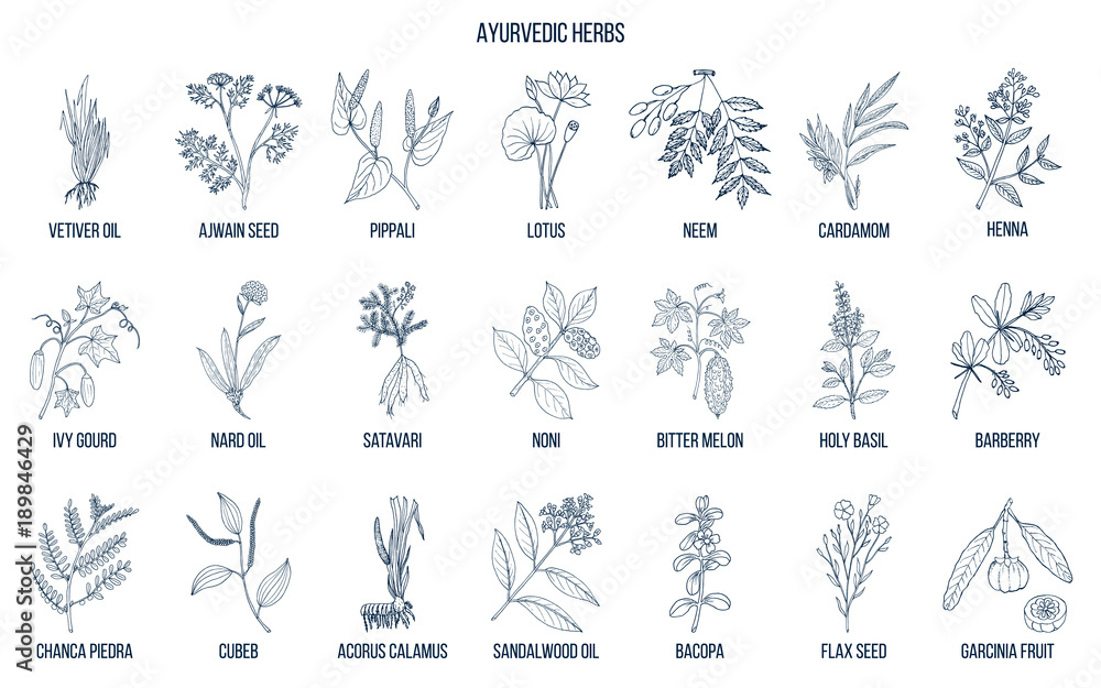 Ayurvedic herbs, natural botanical set Ayurvedic herbs, natural botanical set
