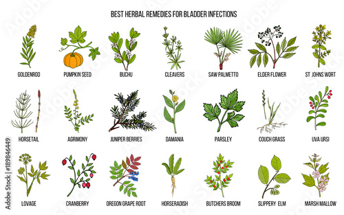 Best herbal remedies for bladder infections