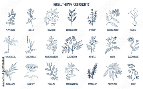 Herbal therapy for bronchitis photo