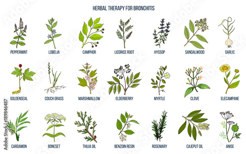 Herbal therapy for bronchitis photo