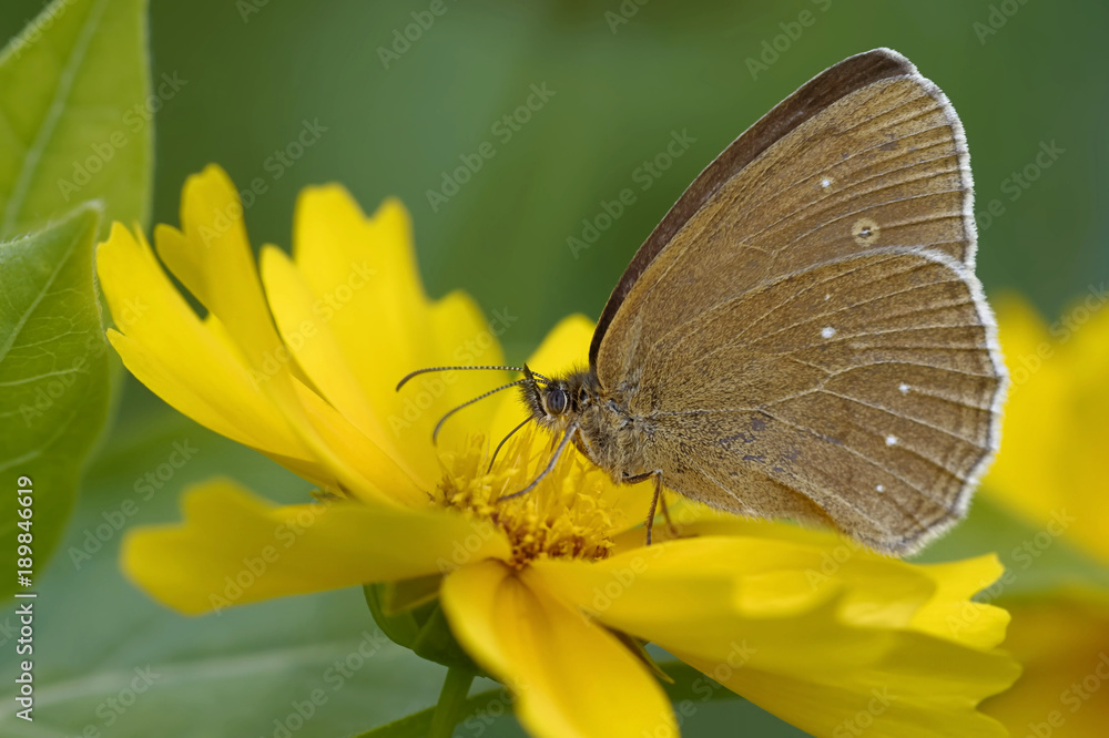 Brauner Waldvogel Brauner Waldvogel