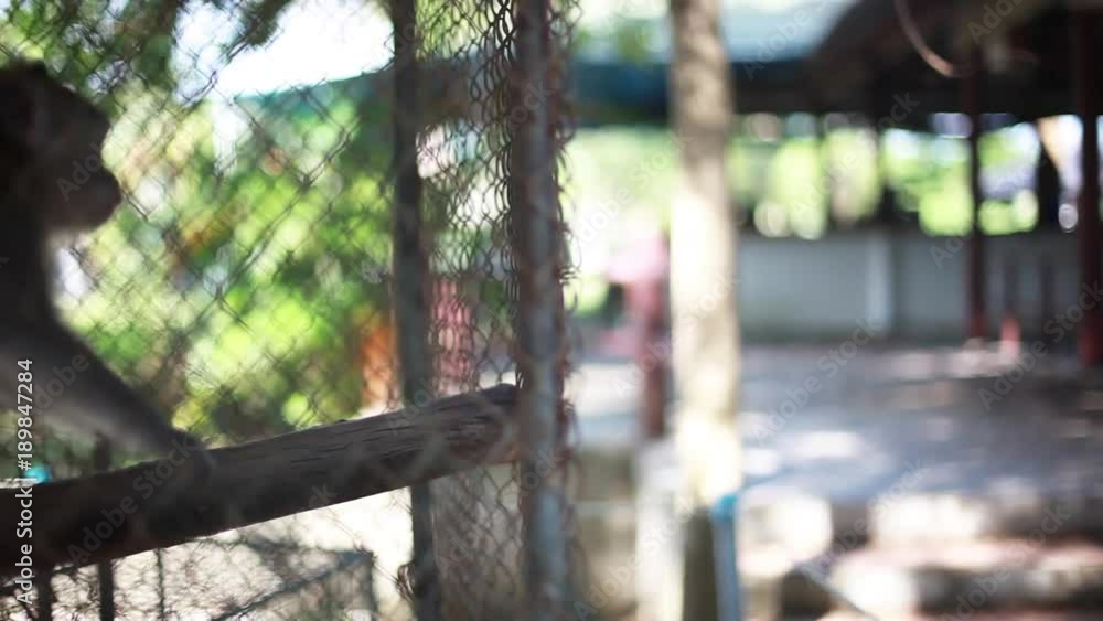 Happy young man playing with cute small monkey in cage. 1920x1080 Happy young man playing with cute small monkey in cage. 1920x1080