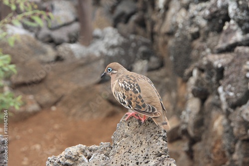 Paloma de las Galápagos photo