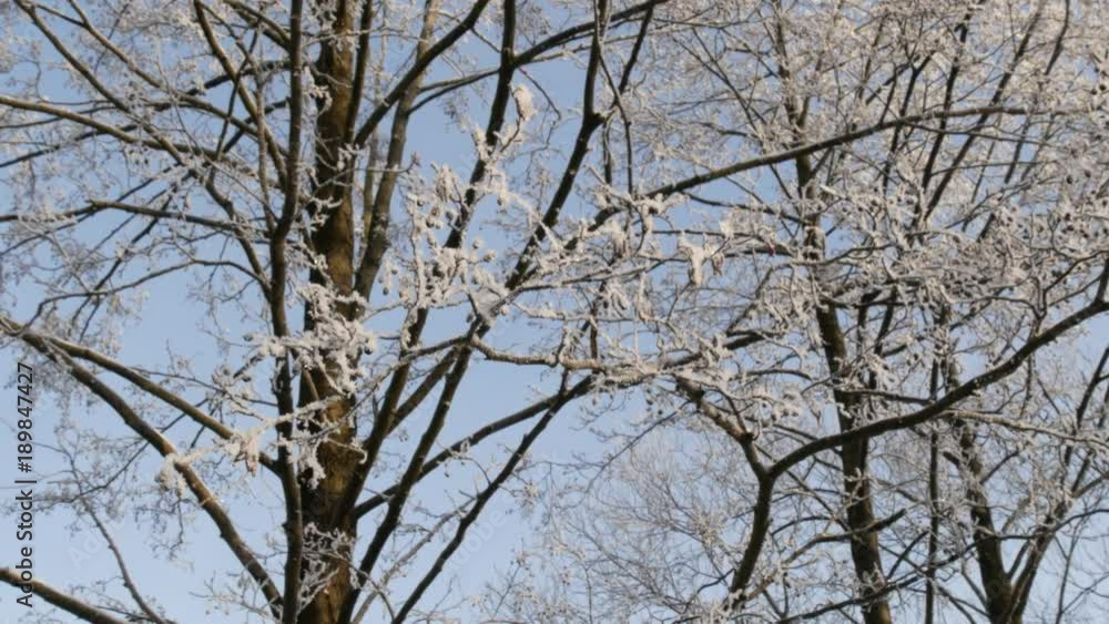 Winter landscape. Tree branches covered with frost. Winter landscape. Tree branches covered with frost.